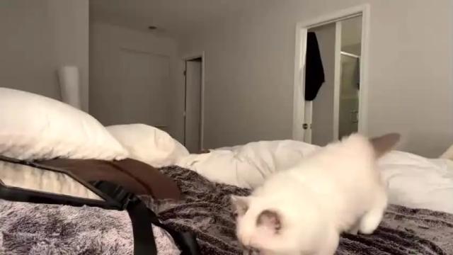 Image 10 of kinkbitch25 Stream on Chaturbate on 18 months ago