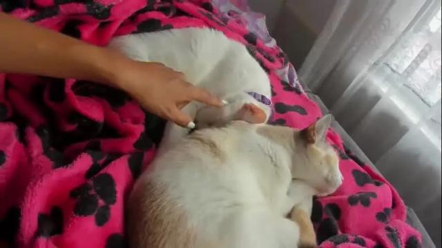Image 4 of kittymyers Stream on Chaturbate on 1 month ago