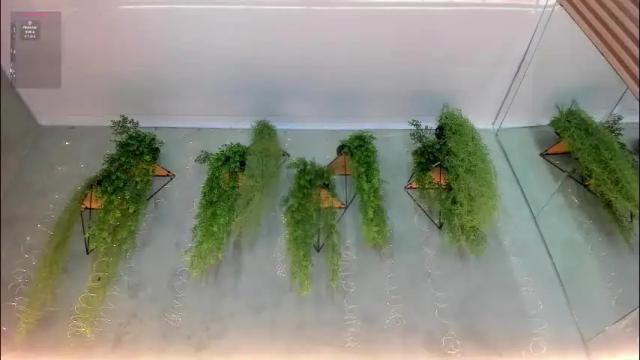 Image 7 of lana_lann Stream on Chaturbate on 4 days ago