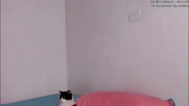 Image 2 of leoandviolet Stream on Chaturbate on 2 months ago