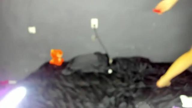 Image 3 of lika823 Stream on Chaturbate on 18 months ago
