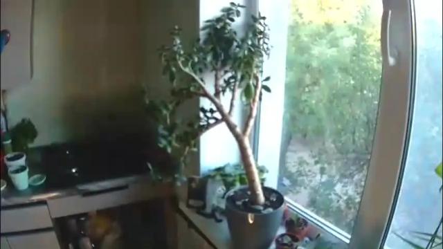 Image 10 of littlehappines Stream on Chaturbate on 1 month ago