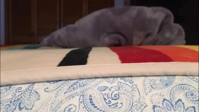 Image 12 of lovelace390 Stream on Chaturbate on 2 months ago