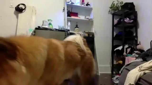 Image 4 of lynxbabe Stream on Chaturbate on 21 months ago