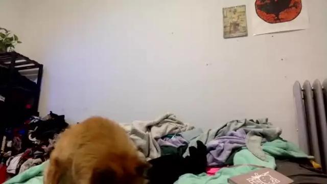Image 8 of lynxbabe Stream on Chaturbate on 20 months ago