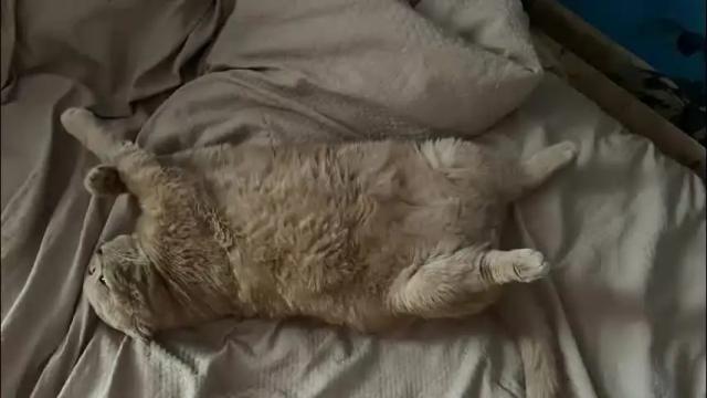 Image 8 of m_vikki Stream on Chaturbate on 2 months ago