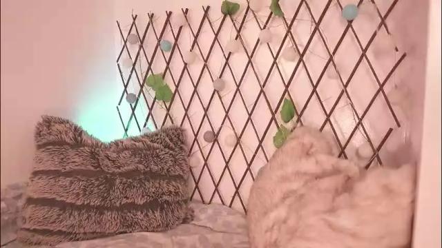 Image 4 of mackenziemoon Stream on Chaturbate on 1 month ago