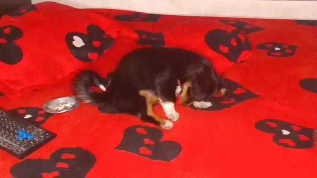 Image 8 of maskgirlx Stream on Chaturbate on 23 months ago