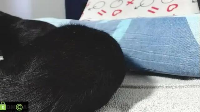 Image 10 of mikell_williams10 Stream on Chaturbate on 15 days ago