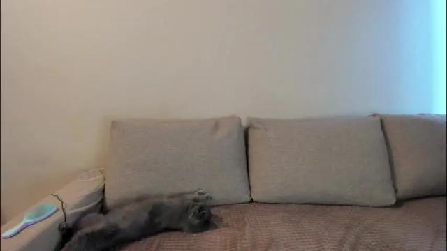 Image 12 of miss_kitty13 Stream on Chaturbate on 1 month ago