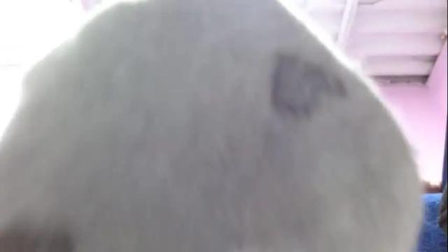 Thumbnail 2, miss_samy_13's Stream at Chaturbate, 1 month ago