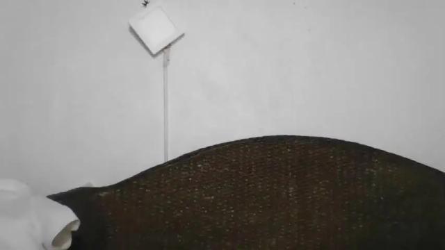 Image 4 of mjt1337 Stream on Chaturbate on 20 months ago