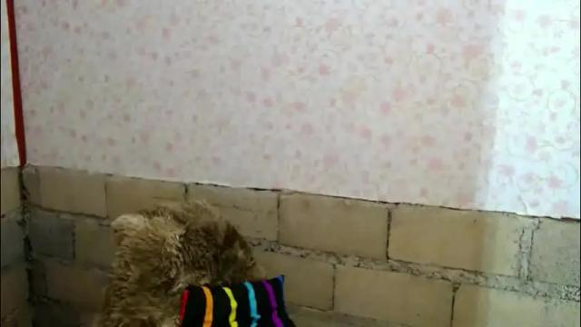 Image 8 of mspalami19 Stream on Chaturbate on 1 month ago