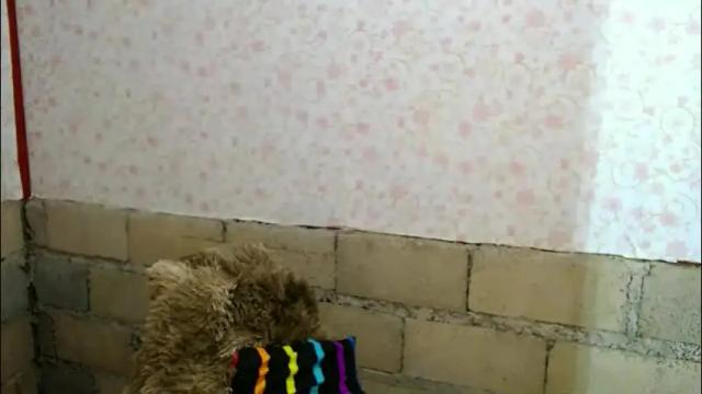 Thumbnail 3, mspalami19's Stream at Chaturbate, 1 month ago