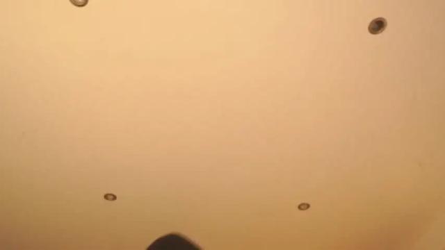 Thumbnail 2, n_o_v_a's Stream at Chaturbate, 2 months ago