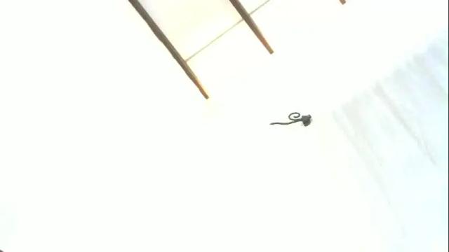 Image 2 of nicklamama Stream on Chaturbate on 1 month ago