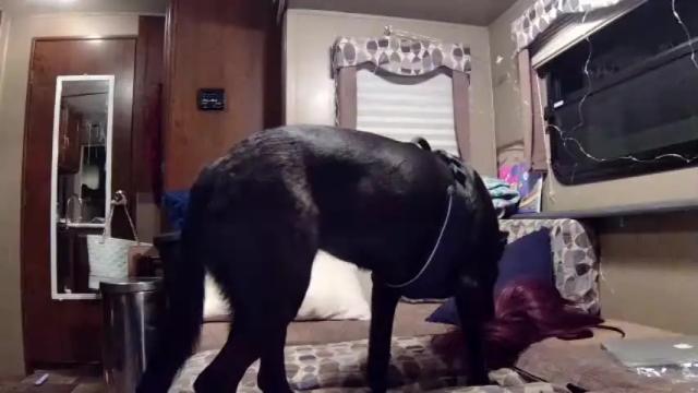 Image 8 of nikandvex Stream on Chaturbate on 18 months ago