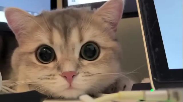 Image 10 of nochnoye_soltse Stream on Chaturbate on 5 months ago