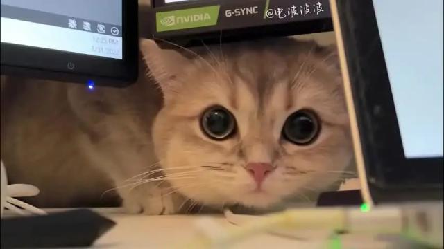 Image 2 of nochnoye_soltse Stream on Chaturbate on 26 days ago