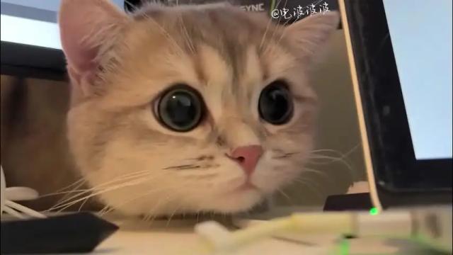 Image 3 of nochnoye_soltse Stream on Chaturbate on 26 days ago