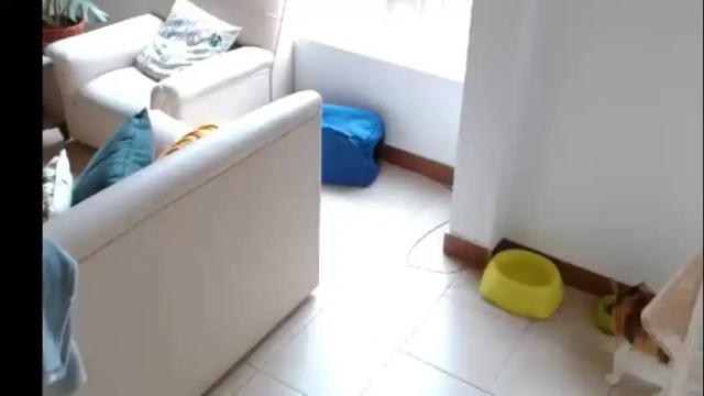 Thumbnail 1, novaperotti's Stream at Chaturbate, 3 months ago