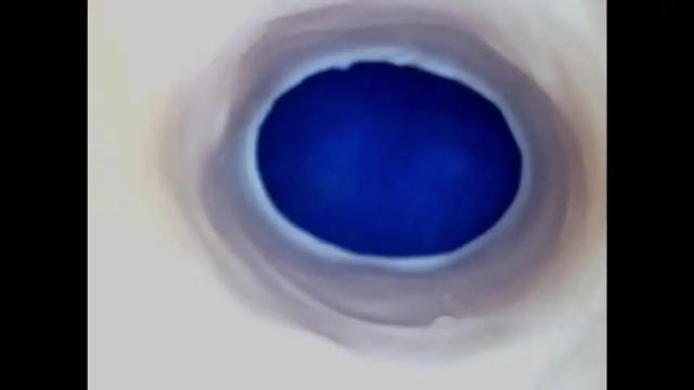 Thumbnail 1, paulainoscente's Stream at Chaturbate, 1 month ago