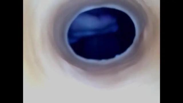 Image 8 of paulainoscente Stream on Chaturbate on 1 month ago