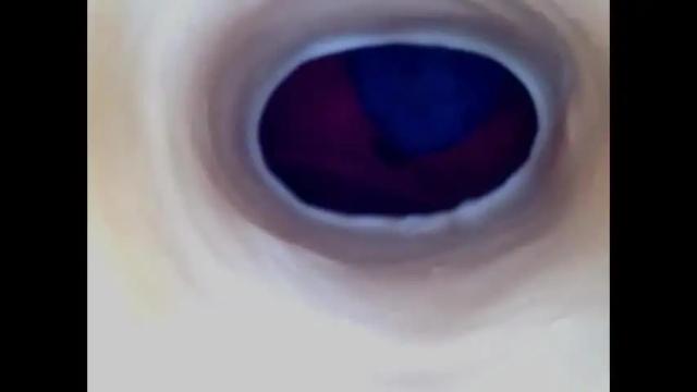 Image 7 of paulainoscente Stream on Chaturbate on 12 days ago