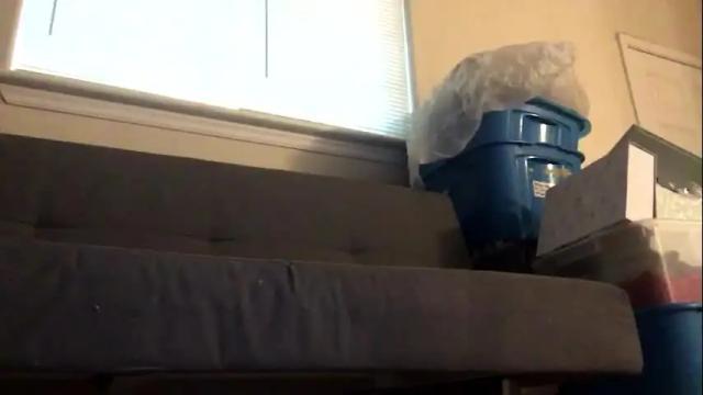 Image 2 of peachkush Stream on Chaturbate on 13 months ago