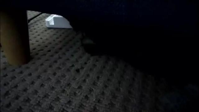 Image 2 of pleasuremypussyyy Stream on Chaturbate on 1 month ago