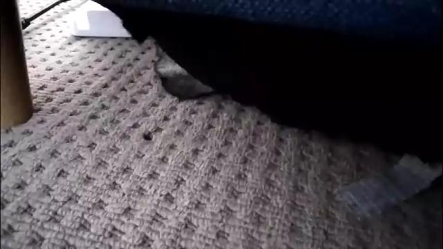 Image 3 of pleasuremypussyyy Stream on Chaturbate on 1 month ago