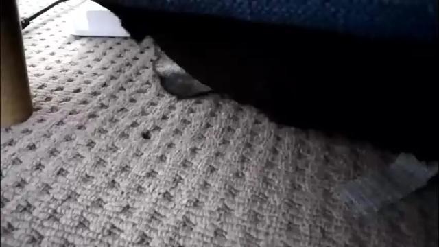 Image 4 of pleasuremypussyyy Stream on Chaturbate on 1 month ago