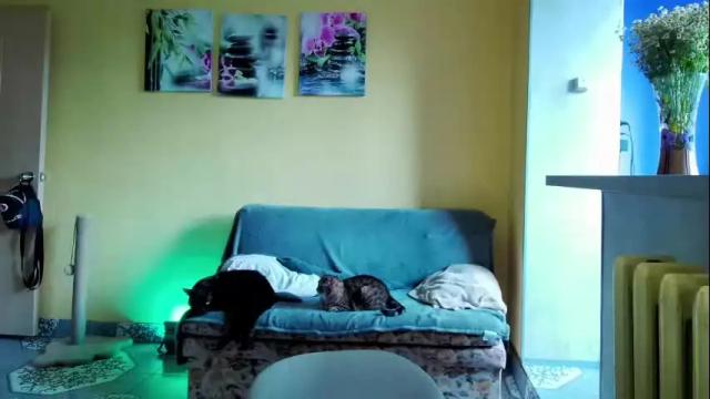 Image 2 of psyheya Stream on Chaturbate on 4 months ago