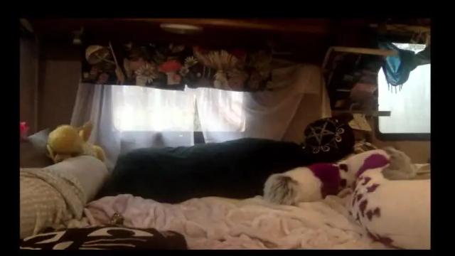 Thumbnail 3, raynebowpaws's Stream at Chaturbate, 15 months ago