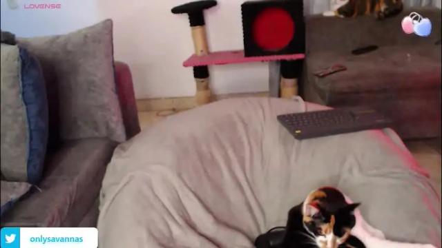 Image 8 of savanna_wallace Stream on Chaturbate on 2 months ago