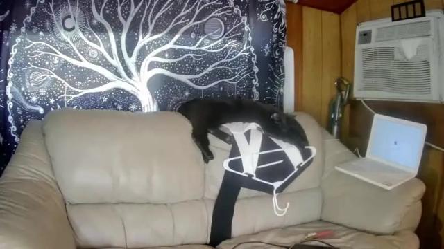 Thumbnail 2, scarlettfire6616's Stream at Chaturbate, 19 months ago