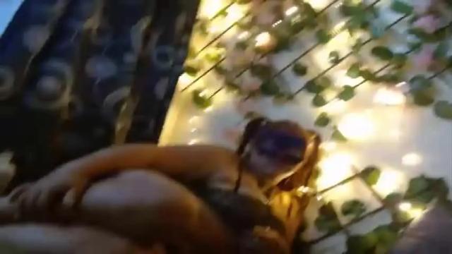 Image 2 of shanelandeliot Stream on Chaturbate on 16 months ago