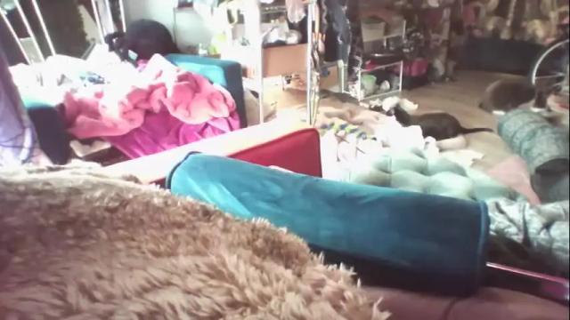 Image 12 of siofra Stream on Chaturbate on 1 month ago