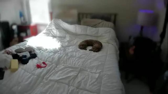 Image 12 of spankamber Stream on Chaturbate on 2 months ago