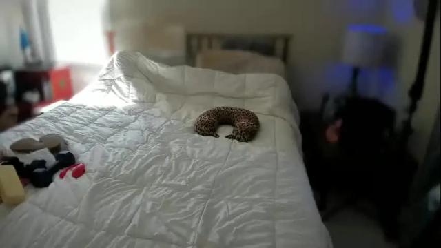 Thumbnail 2, spankamber's Stream at Chaturbate, 2 months ago