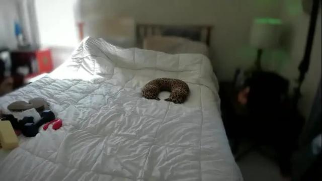 Image 6 of spankamber Stream on Chaturbate on 2 months ago