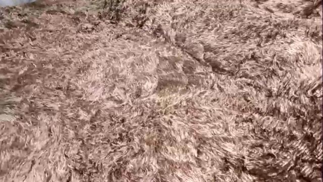 Thumbnail 1, sweetl__'s Stream at Chaturbate, 22 days ago