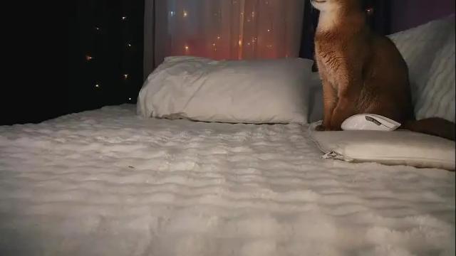 Thumbnail 1, technoelf's Stream at Chaturbate, 1 month ago
