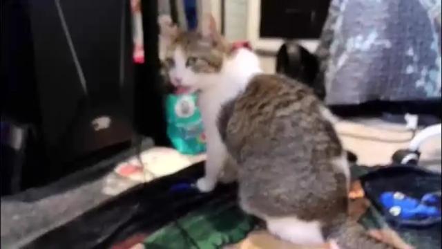 Thumbnail 1, ten_tickle_pixie's Stream at Chaturbate, 1 month ago