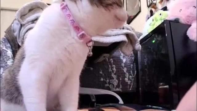 Image 11 of ten_tickle_pixie Stream on Chaturbate on 18 days ago