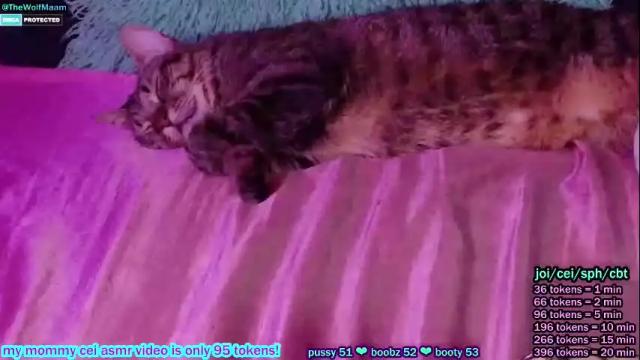 Image 12 of thewolfmaam Stream on Chaturbate on 1 month ago