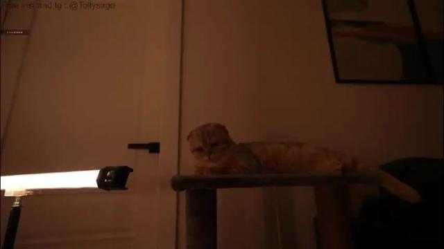 Image 2 of tollysage Stream on Chaturbate on 1 month ago