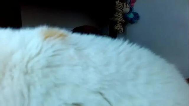 Image 3 of tomboyblue Stream on Chaturbate on 1 month ago