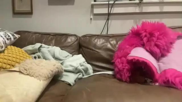 Image 8 of truxsdixton Stream on Chaturbate on 16 months ago