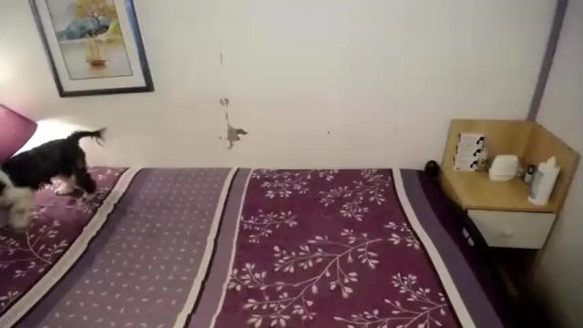 Image 12 of ts_lorraine Stream on Chaturbate on 14 months ago